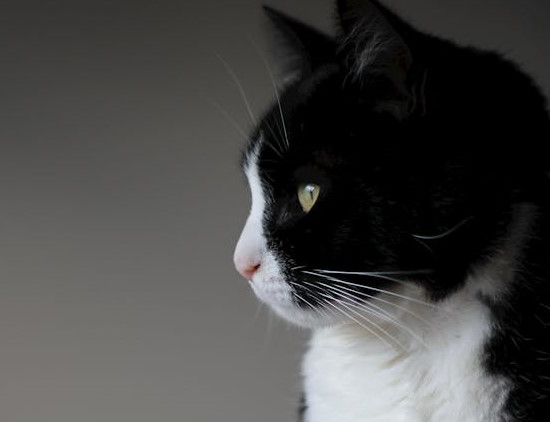 kattenharen schoonmaken tips